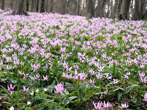 Erythronium japonicum