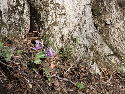 Erythronium japonicum