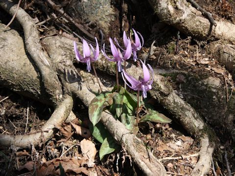 Erythronium japonicum