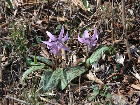 Erythronium japonicum