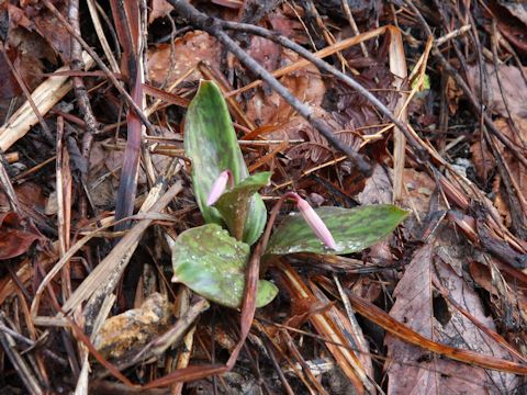 Erythronium japonicum