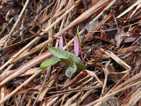 Erythronium japonicum