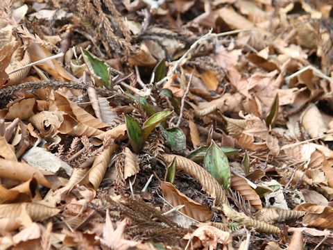 Erythronium japonicum