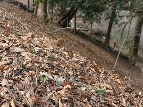 Erythronium japonicum