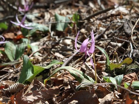 Erythronium japonicum