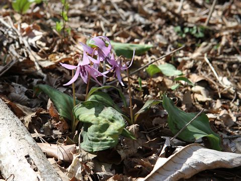 Erythronium japonicum