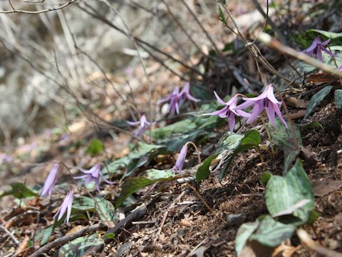 Erythronium japonicum