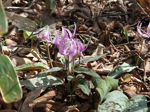 Erythronium japonicum