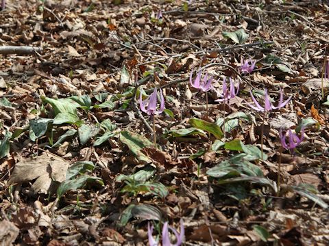 Erythronium japonicum