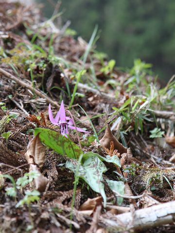 Erythronium japonicum