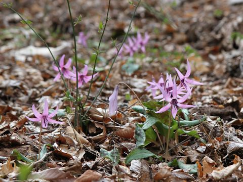 Erythronium japonicum