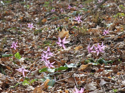 Erythronium japonicum