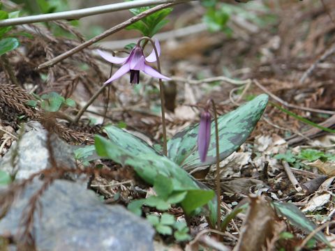 Erythronium japonicum