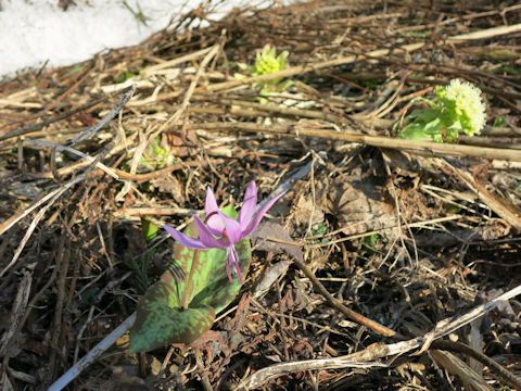 Erythronium japonicum