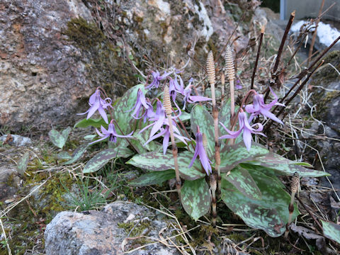 Erythronium japonicum