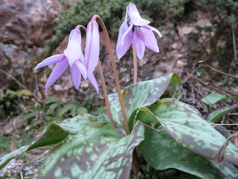 Erythronium japonicum