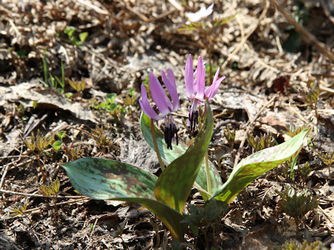 Erythronium japonicum