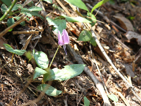 Erythronium japonicum