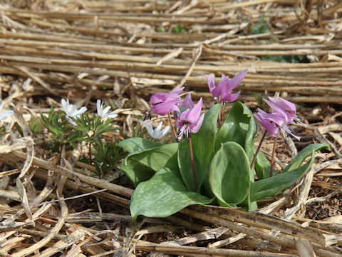 Erythronium japonicum