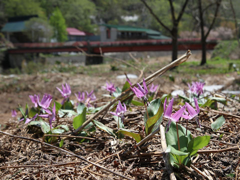 Erythronium japonicum