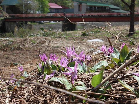 Erythronium japonicum