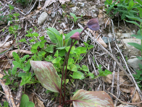 Erythronium japonicum