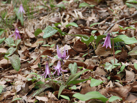 Erythronium japonicum