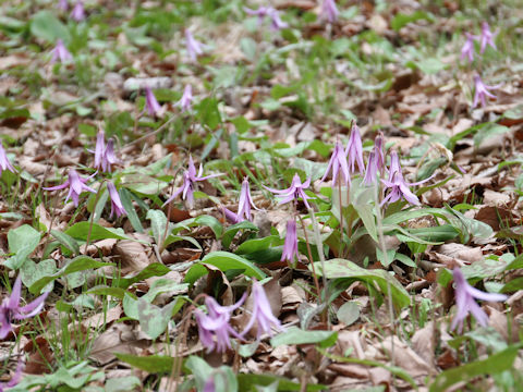 Erythronium japonicum