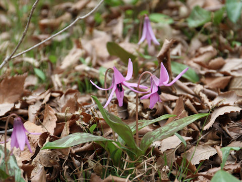 Erythronium japonicum