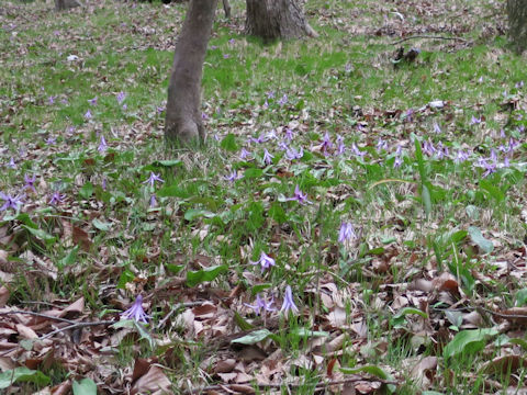 Erythronium japonicum