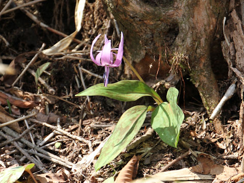 Erythronium japonicum