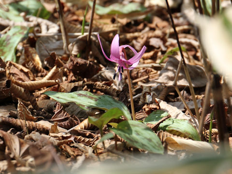 Erythronium japonicum