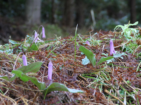 Erythronium japonicum