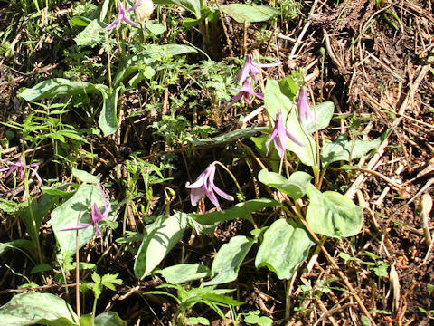 Erythronium japonicum