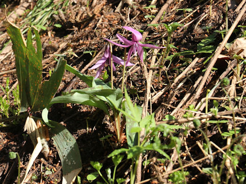 Erythronium japonicum