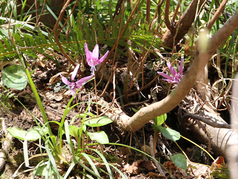 Erythronium japonicum