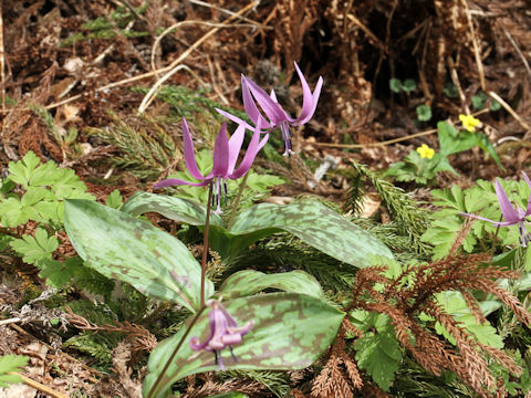 Erythronium japonicum