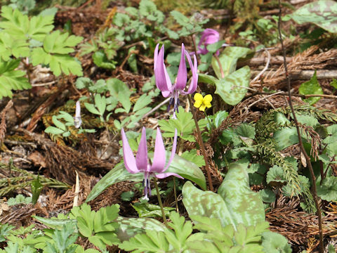 Erythronium japonicum