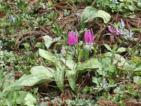 Erythronium japonicum
