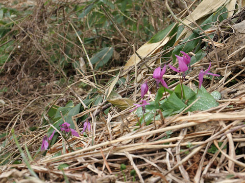 Erythronium japonicum