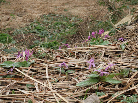 Erythronium japonicum