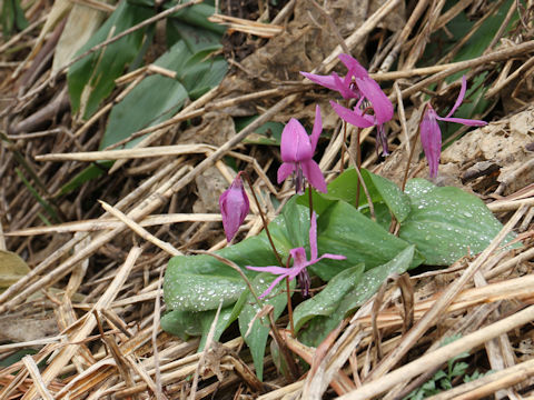 Erythronium japonicum