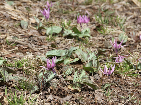 Erythronium japonicum