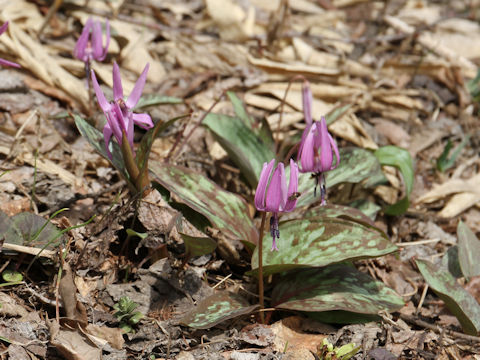 Erythronium japonicum