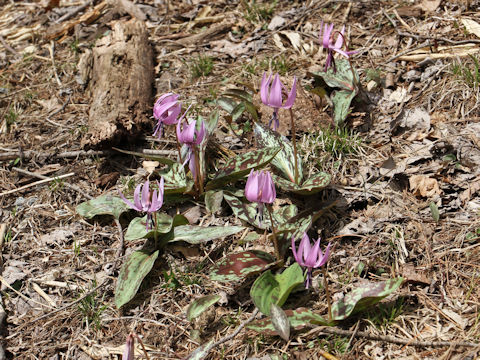 Erythronium japonicum