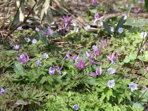 Erythronium japonicum