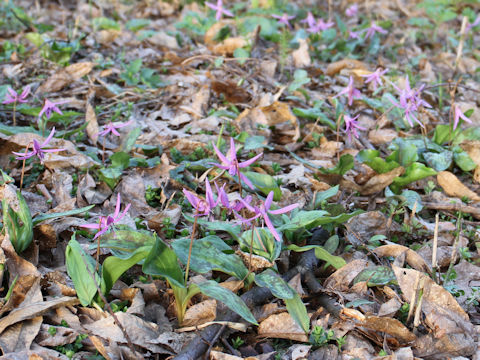 Erythronium japonicum