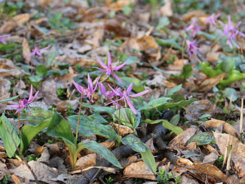 Erythronium japonicum