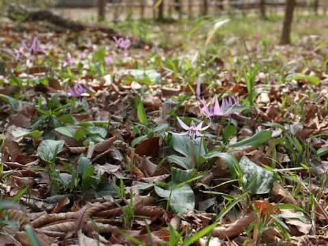 Erythronium japonicum