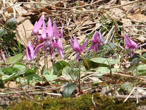 Erythronium japonicum